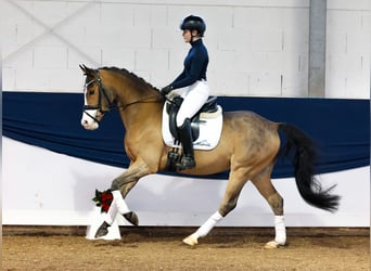 Poney de selle allemand, Hongre, 4 Ans, 147 cm, Bai