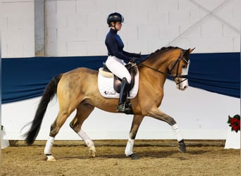 Poney de selle allemand, Hongre, 4 Ans, 147 cm, Bai