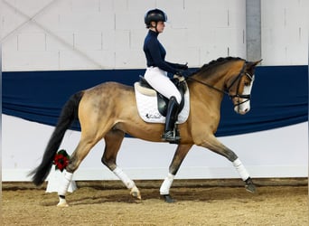 Poney de selle allemand, Hongre, 4 Ans, 147 cm, Bai