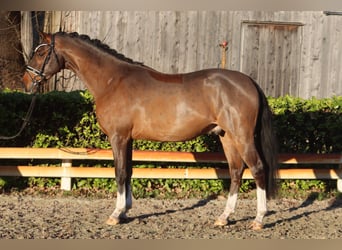 Poney de selle allemand, Hongre, 4 Ans, 147 cm, Bai