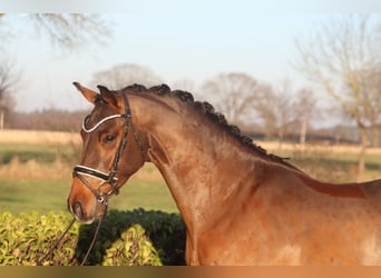 Poney de selle allemand, Hongre, 4 Ans, 147 cm, Bai