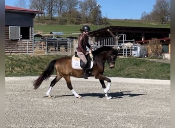 Poney de selle allemand, Hongre, 4 Ans, 147 cm, Buckskin