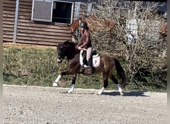 Poney de selle allemand, Hongre, 4 Ans, 147 cm, Buckskin