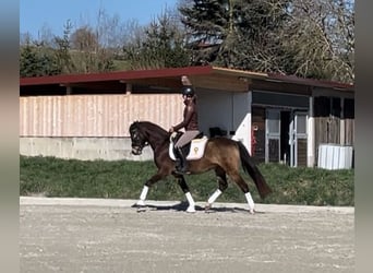 Poney de selle allemand, Hongre, 4 Ans, 147 cm, Buckskin