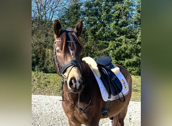 Poney de selle allemand, Hongre, 4 Ans, 147 cm, Buckskin