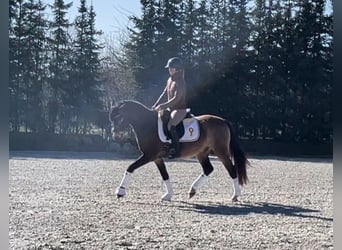 Poney de selle allemand, Hongre, 4 Ans, 147 cm, Buckskin