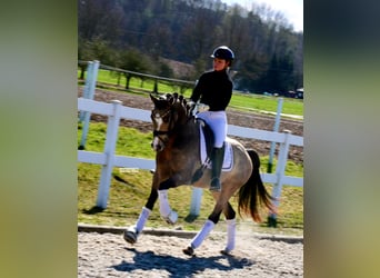 Poney de selle allemand, Hongre, 4 Ans, 147 cm, Buckskin