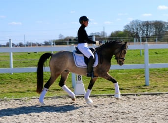 Poney de selle allemand, Hongre, 4 Ans, 147 cm, Buckskin