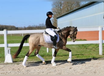 Poney de selle allemand, Hongre, 4 Ans, 147 cm, Buckskin