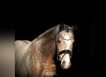 Poney de selle allemand, Hongre, 4 Ans, 147 cm, Buckskin