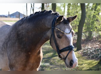 Poney de selle allemand, Hongre, 4 Ans, 147 cm, Buckskin