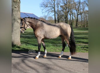 Poney de selle allemand, Hongre, 4 Ans, 147 cm, Buckskin