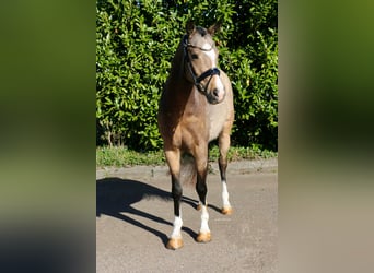 Poney de selle allemand, Hongre, 4 Ans, 147 cm, Buckskin