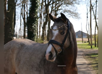 Poney de selle allemand, Hongre, 4 Ans, 147 cm, Buckskin
