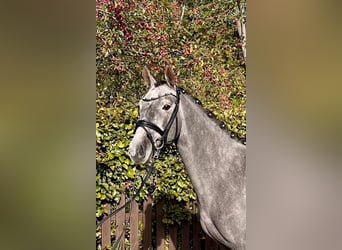 Poney de selle allemand, Hongre, 4 Ans, 147 cm, Gris