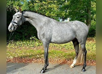 Poney de selle allemand, Hongre, 4 Ans, 147 cm, Gris