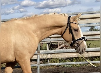 Poney de selle allemand, Hongre, 4 Ans, 147 cm, Palomino
