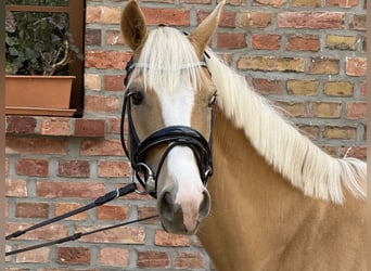 Poney de selle allemand, Hongre, 4 Ans, 147 cm, Palomino