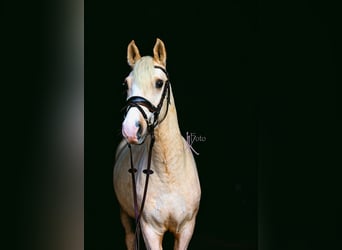 Poney de selle allemand, Hongre, 4 Ans, 147 cm, Palomino