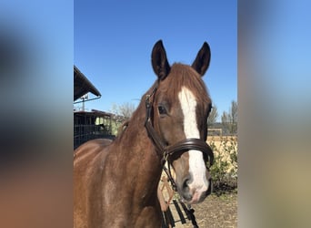 Poney de selle allemand, Hongre, 4 Ans, 148 cm, Alezan brûlé