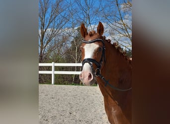 Poney de selle allemand, Hongre, 4 Ans, 148 cm, Alezan