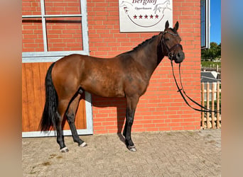 Poney de selle allemand, Hongre, 4 Ans, 148 cm, Bai