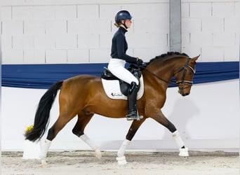 Poney de selle allemand, Hongre, 4 Ans, 148 cm, Bai