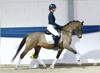 Poney de selle allemand, Hongre, 4 Ans, 148 cm, Bai