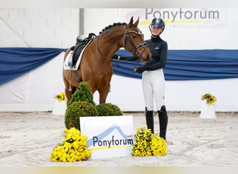 Poney de selle allemand, Hongre, 4 Ans, 148 cm, Bai