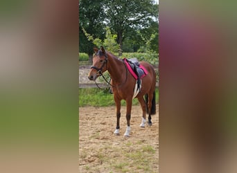 Poney de selle allemand, Hongre, 4 Ans, 148 cm, Bai