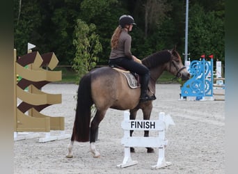 Poney de selle allemand, Hongre, 4 Ans, 148 cm, Buckskin