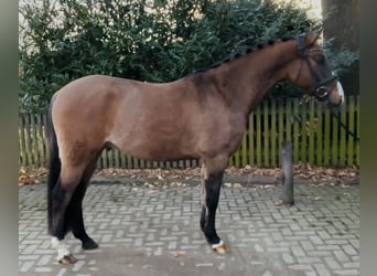 Poney de selle allemand, Hongre, 4 Ans, 148 cm, Buckskin