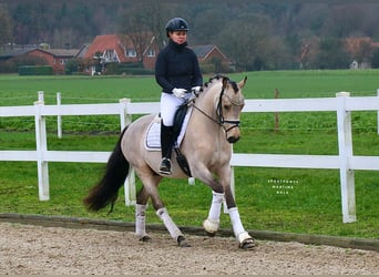 Poney de selle allemand, Hongre, 4 Ans, 148 cm, Buckskin