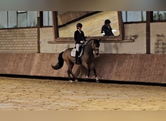 Poney de selle allemand, Hongre, 4 Ans, 148 cm, Buckskin