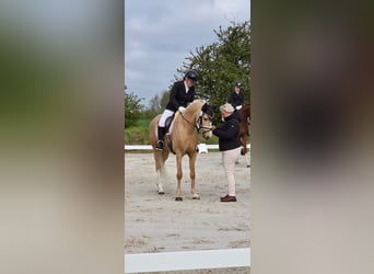 Poney de selle allemand, Hongre, 4 Ans, 148 cm, Palomino