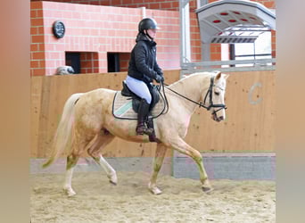 Poney de selle allemand, Hongre, 4 Ans, 148 cm, Palomino