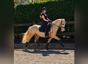 Poney de selle allemand, Hongre, 4 Ans, 148 cm, Palomino