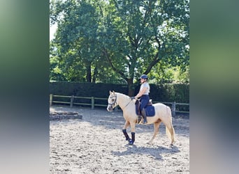 Poney de selle allemand, Hongre, 4 Ans, 148 cm, Palomino