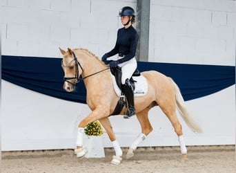 Poney de selle allemand, Hongre, 4 Ans, 148 cm, Palomino
