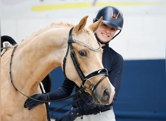 Poney de selle allemand, Hongre, 4 Ans, 148 cm, Palomino