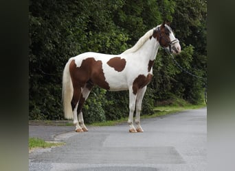Poney de selle allemand, Hongre, 4 Ans, 148 cm, Pinto