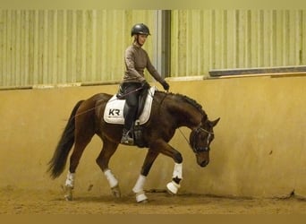 Poney de selle allemand, Hongre, 4 Ans, 149 cm