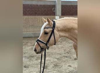 Poney de selle allemand, Hongre, 4 Ans, 149 cm, Palomino