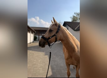 Poney de selle allemand, Hongre, 4 Ans, 149 cm, Palomino