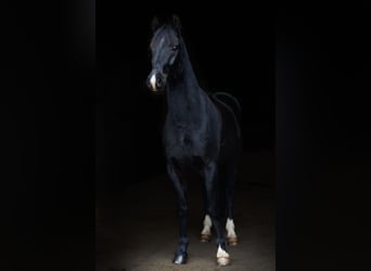 Poney de selle allemand, Hongre, 4 Ans, 150 cm, Noir