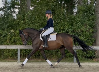 Poney de selle allemand, Hongre, 4 Ans, 151 cm, Bai