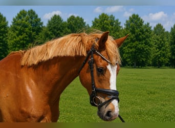 Poney de selle allemand, Hongre, 4 Ans, 153 cm, Alezan