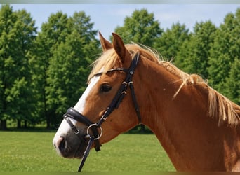 Poney de selle allemand, Hongre, 4 Ans, 153 cm, Alezan