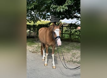 Poney de selle allemand, Hongre, 4 Ans, 154 cm, Alezan