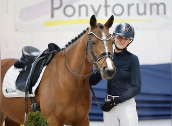 Poney de selle allemand, Hongre, 4 Ans, 154 cm, Bai